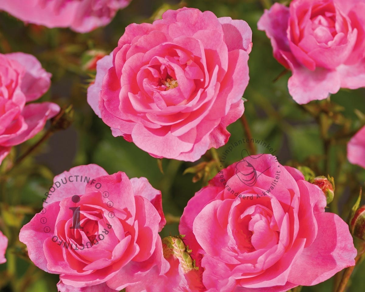 Rosa 'Mirato'