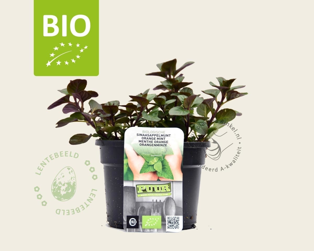 Mentha piperita 'Orange' - Puur