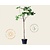 Ficus carica - halfstam