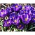 Crocus  Blauw