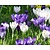 Crocus Mix Blauw-Wit