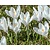 Crocus Grootbloemig Wit