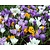 Crocus Grootbloemig Mix
