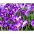 Crocus tomassinianus 'Ruby Giant'
