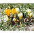Crocus Mix Geel-Wit