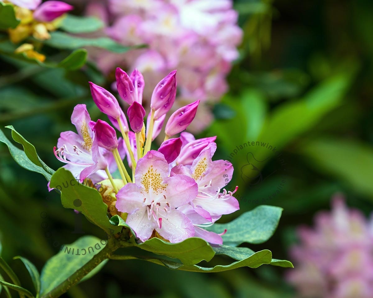 Rhododendron ponticum 'Roseum'