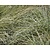 Carex comans 'Frosted Curls'