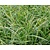 Carex morrowii 'Variegata'