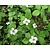 Cornus canadensis