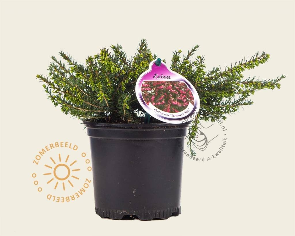 Erica darleyensis 'Kramers Rote'
