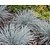 Festuca glauca 'Elijah Blue'