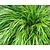 Hakonechloa macra