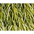 Hakonechloa macra 'Aureola'