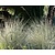 Helictotrichon sempervirens