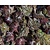 Heuchera micrantha 'Palace Purple'