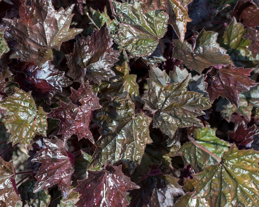 Heuchera micrantha 'Palace Purple'