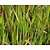 Imperata cylindrica 'Red Baron'
