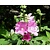 Lavatera olbia 'Rosea'