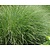 Miscanthus sinensis 'Gracillimus'
