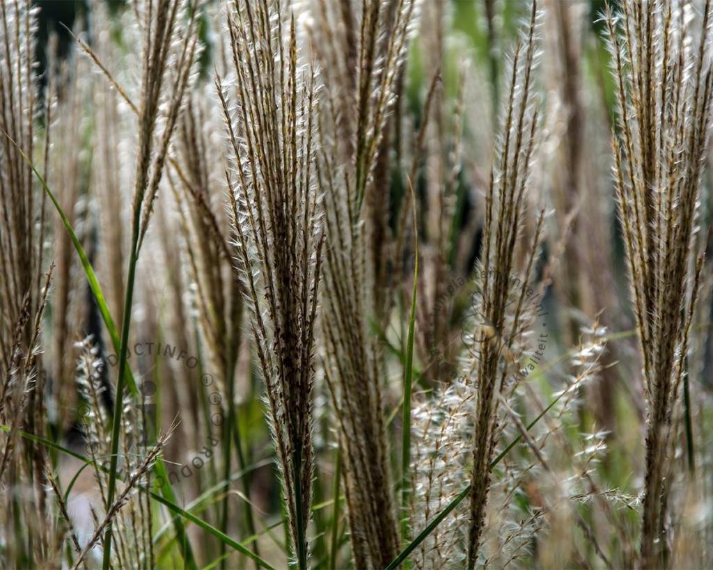 Miscanthus sinensis 'Silberfeder'