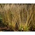Molinia caerulea 'Heidezwerg'