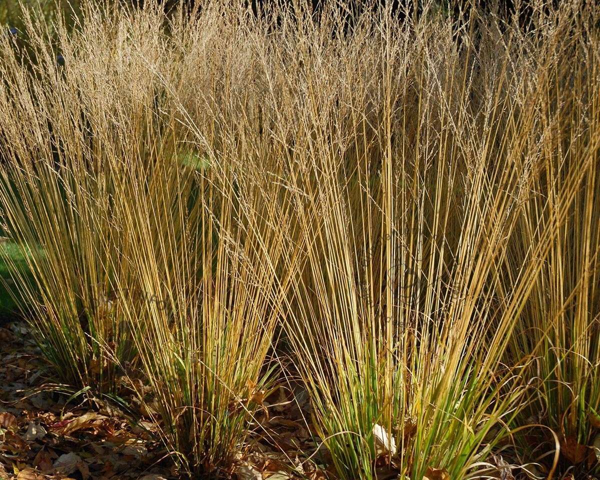 Molinia caerulea 'Heidezwerg'