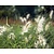 Pennisetum alopecuroides 'Little Bunny'