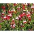 Salvia microphylla 'Hot Lips'