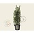 Ilex aquifolium 'Alaska' - in pot