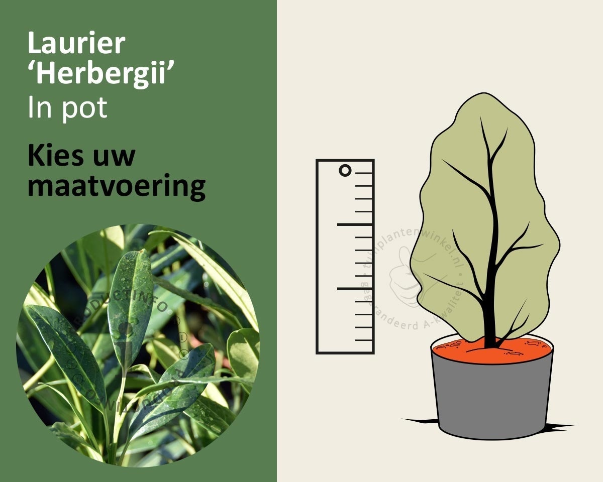 Prunus laurocerasus 'Herbergii' - in pot