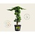 Juniperus procumbens 'Nana' - piramide