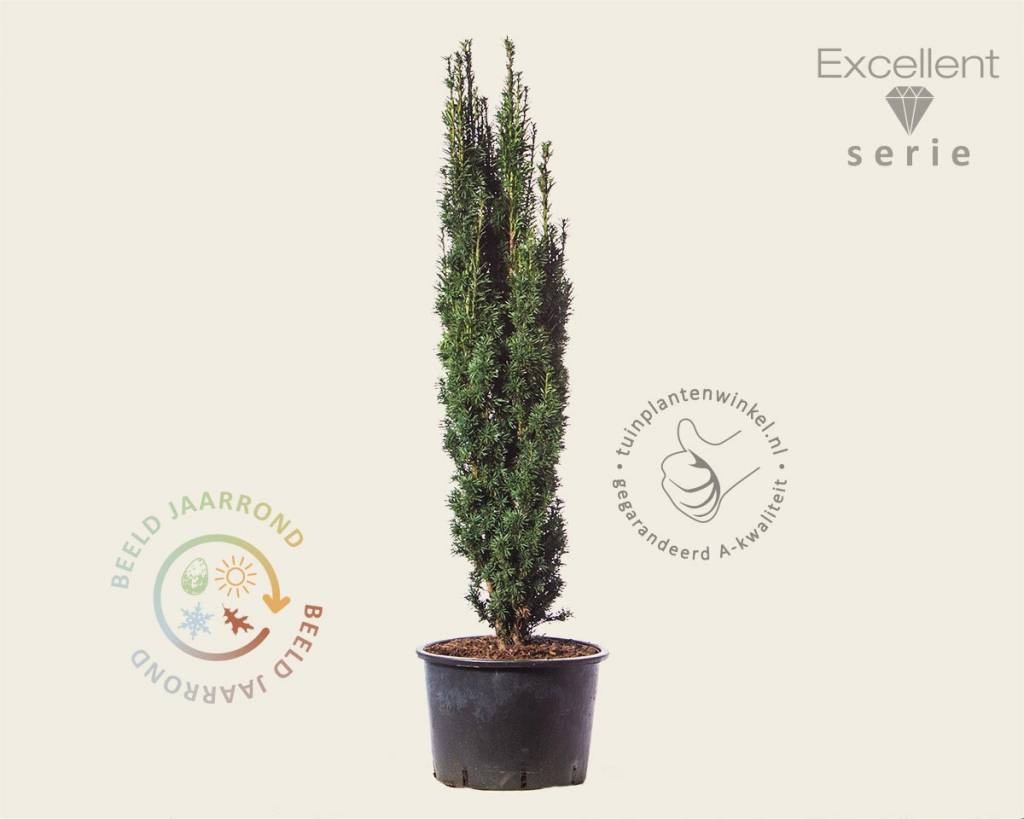 Taxus baccata 'Fastigiata Robusta' - Excellent