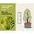 Thuja occidentalis 'Golden Smaragd' - in pot