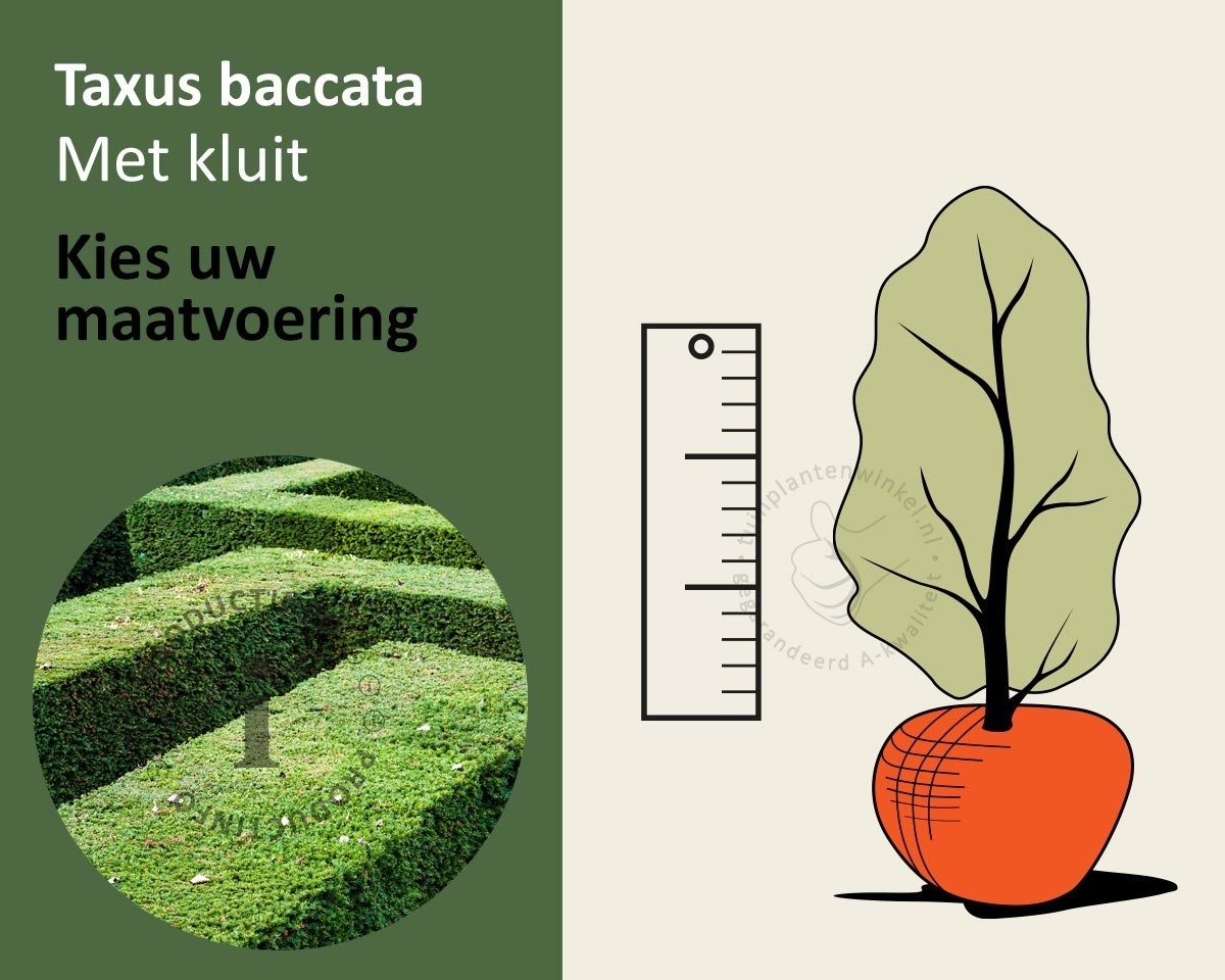 Taxus baccata - kluit