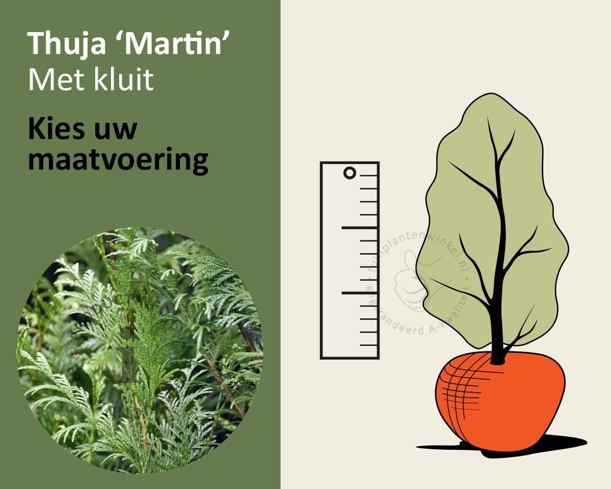 Thuja plicata 'Martin' - kluit