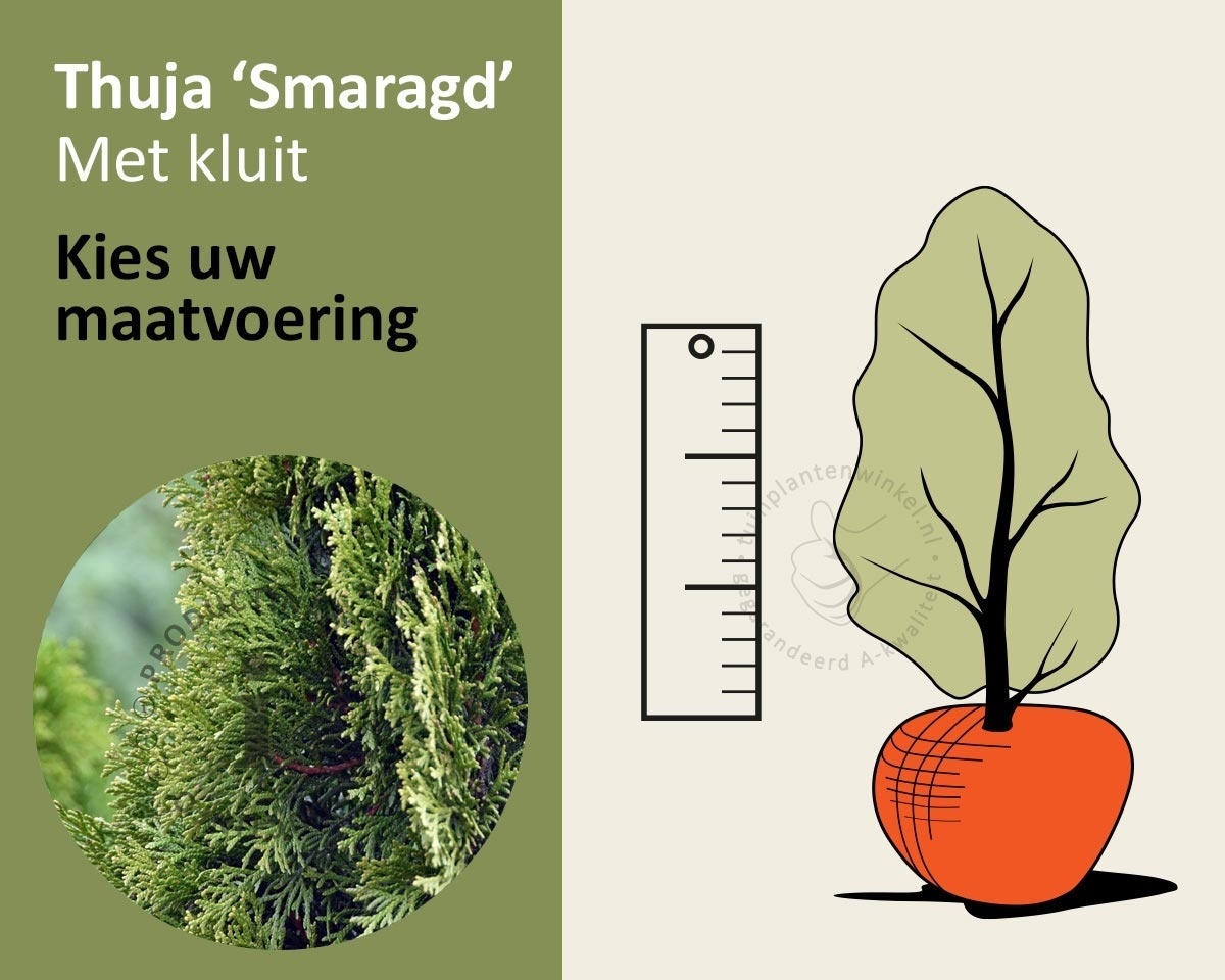 Thuja occidentalis 'Smaragd' - kluit