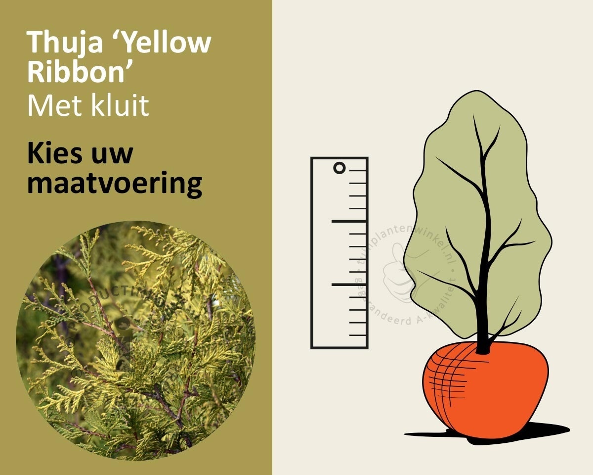 Thuja occidentalis 'Yellow Ribbon' - kluit