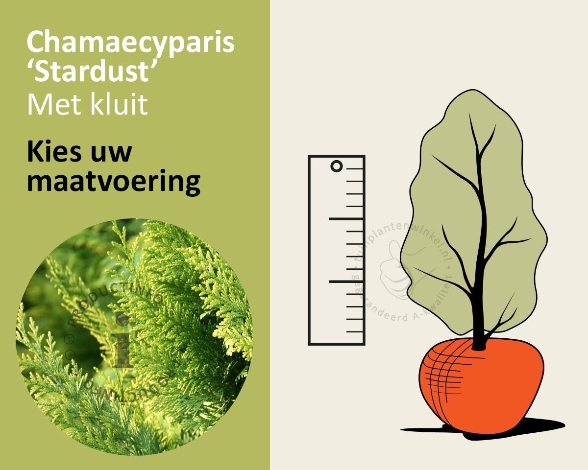 Chamaecyparis lawsoniana 'Stardust' - kluit