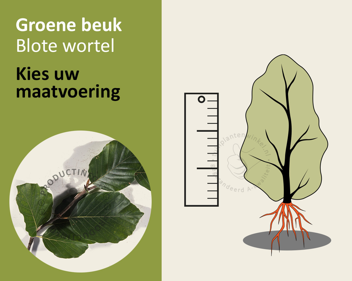 Fagus sylvatica (Groene Beuk) - blote wortel