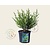 Ilex crenata 'Glorie Dwarf' - in pot