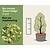 Ilex crenata 'Green Hedge' - in pot