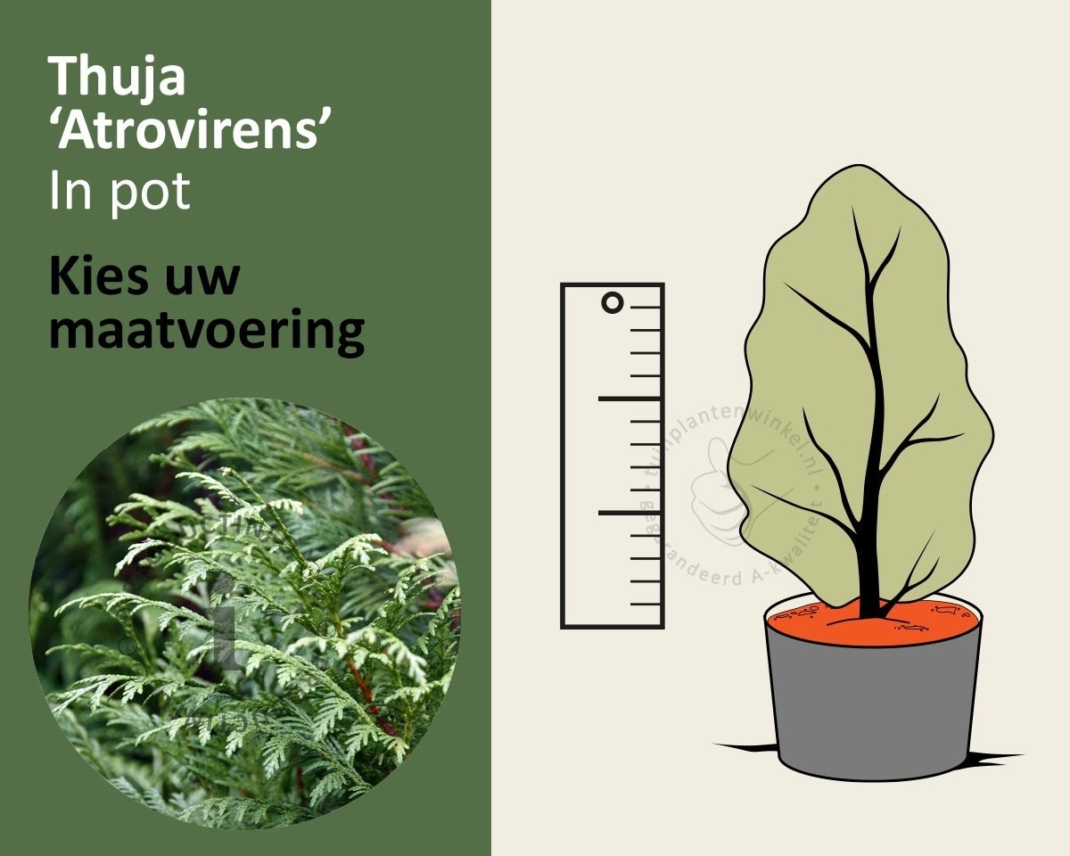 Thuja plicata 'Atrovirens' - in pot