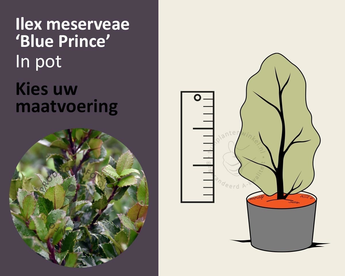 Ilex meserveae 'Blue Prince' - in pot