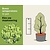 Buxus sempervirens - in pot