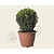 Buxus - bolvorm