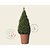 Buxus - kegelvorm