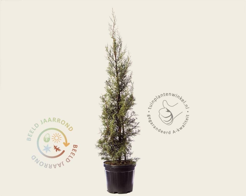 Cupressus arizonica 'Fastigiata'