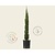 Cupressus sempervirens 'Pyramidalis'