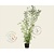 Phyllostachys aurea