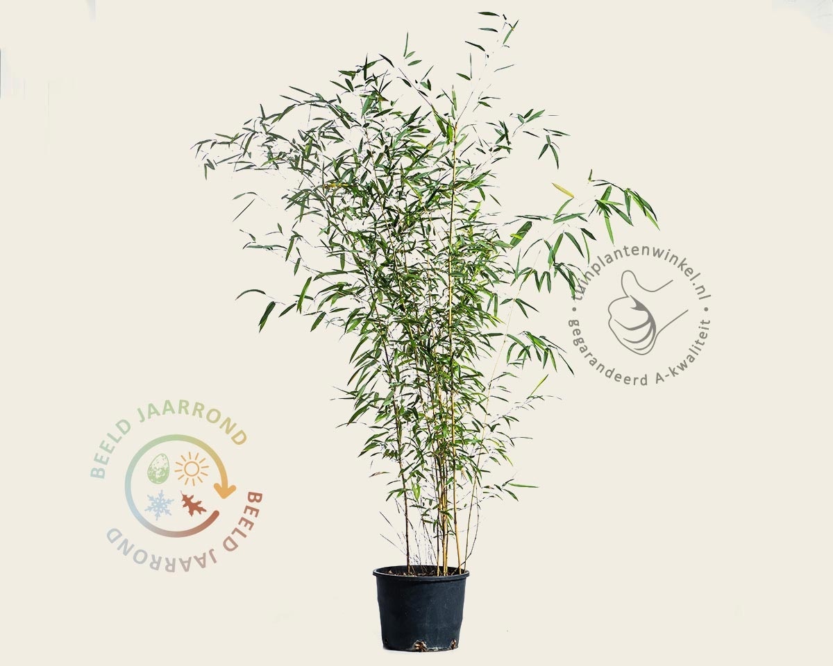 Phyllostachys aureosulcata 'Spectabilis'